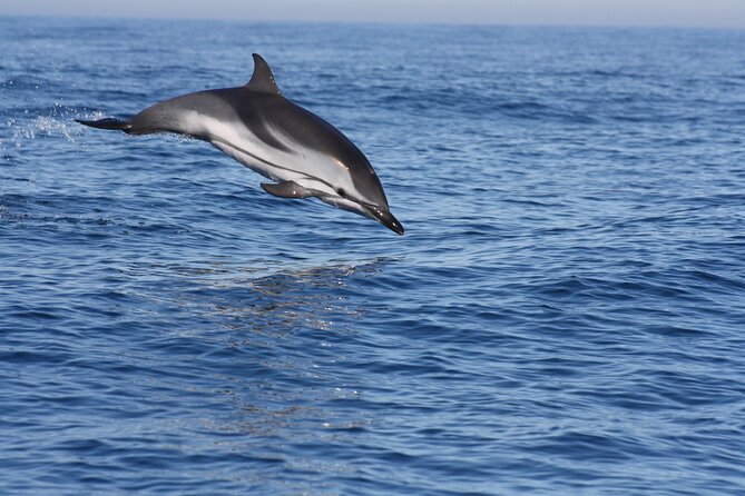 Sesimbra Observation of Dolphins with Biologist in Marine Park - Key points at a glance