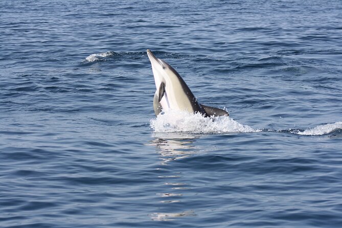 Sesimbra Observation of Dolphins with Biologist in Marine Park - Setting out from Sesimbra at 10:15