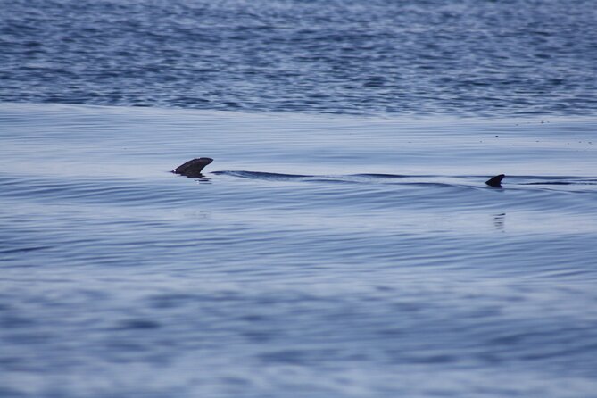 Sesimbra Observation of Dolphins with Biologist in Marine Park - Coves, beaches, and a cave visit