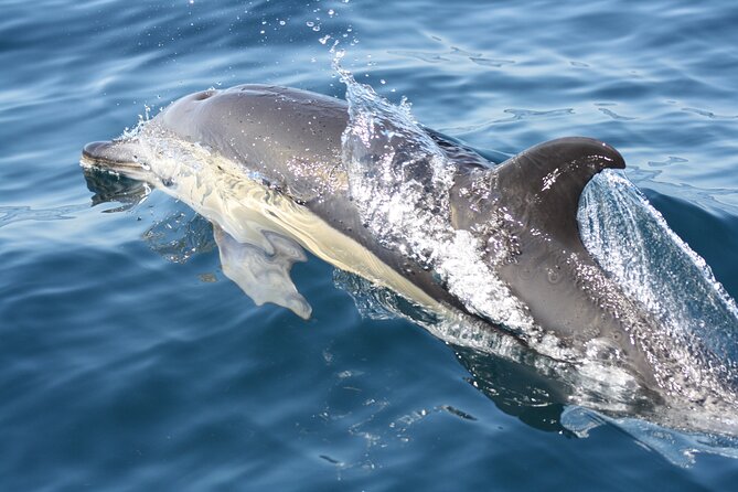 Sesimbra Observation of Dolphins with Biologist in Marine Park - Why the small boat improves the experience
