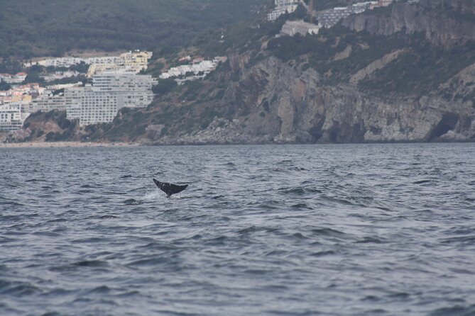 Sesimbra Observation of Dolphins with Biologist in Marine Park - Price and what you receive for $60.08