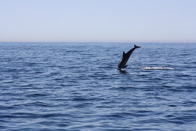 Sesimbra Observation of Dolphins with Biologist in Marine Park - Simple tips for a better morning