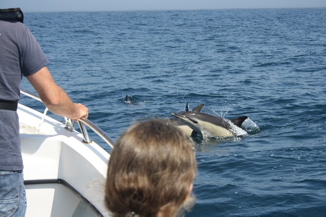 Sesimbra Observation of Dolphins with Biologist in Marine Park - Searching for dolphins in the marine park