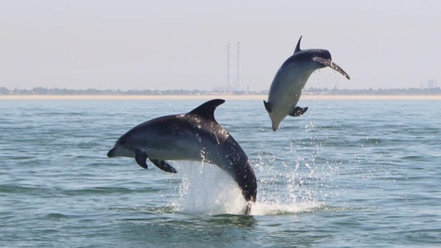Setúbal and Tróia: Dolphin Watching and Arrábida Bays - The first 30 minutes: finding and watching the dolphins