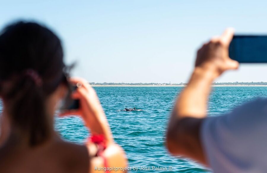 Setúbal: Dolphin Watching Boat Tour - Searching for dolphins in their natural home