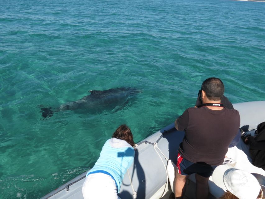 Setúbal: Dolphin Watching Boat Tour - What the Arrábida Natural Park portion adds
