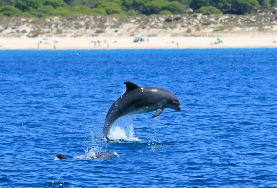Setúbal: Dolphin Watching Boat Tour - Comfort, safety, and the small practical details