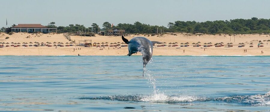 Setúbal: Dolphin Watching Boat Tour - Is $53 a fair price?