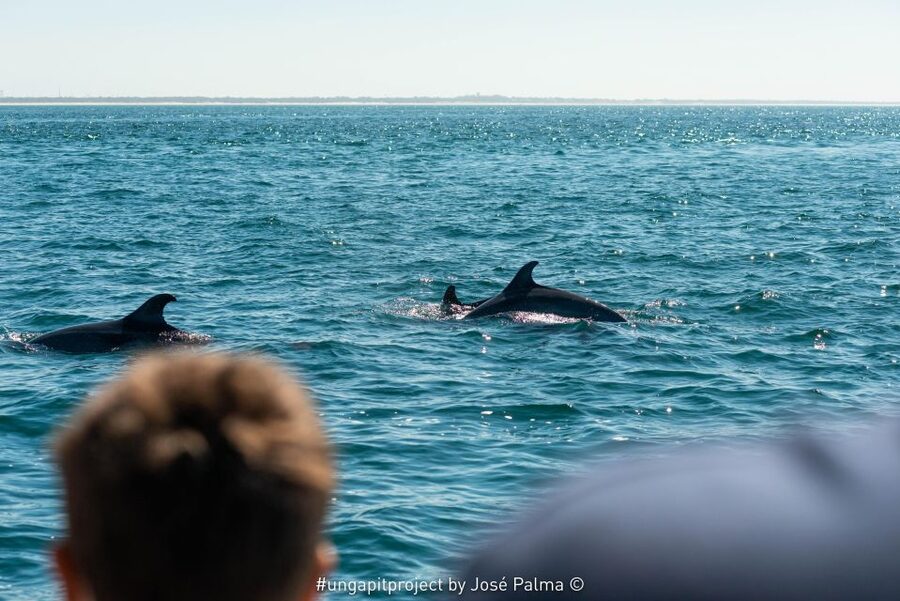 Setúbal: Dolphin Watching Boat Tour - Small tips that can improve your outing