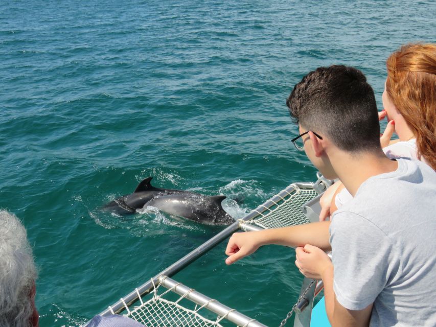 Setúbal: Dolphin Watching Tour - At a glance