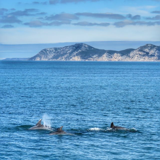 Setúbal: Dolphin Watching Tour - Why the marine biology team matters