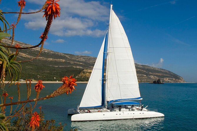 Setúbal Private Tour - Including Dolphin Watching - Setúbal lunch and the case for choco frito