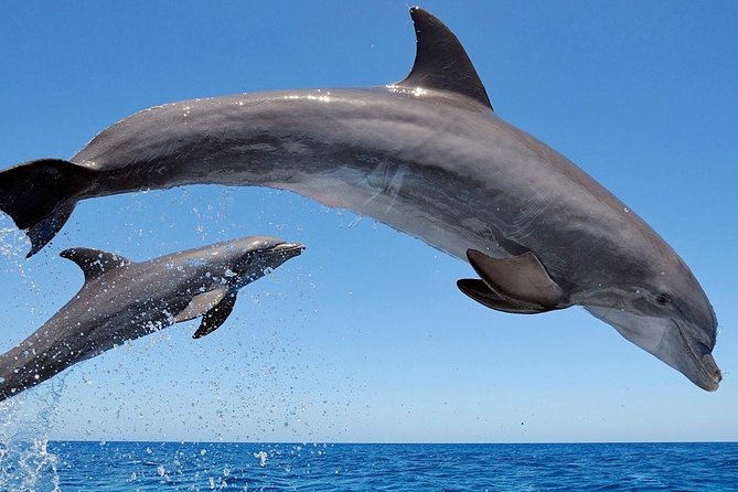 Setúbal Private Tour - Including Dolphin Watching - Timing, physical demands, and practical details