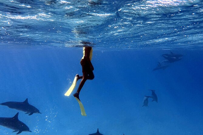 Sha'ab Samadai Reef - Dolphin House Snorkeling Tour at Marsa Alam - The 8:00 am start and ride to Marsa Alam
