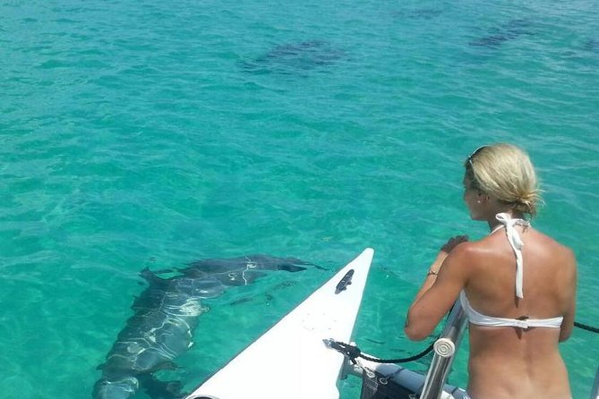 Shallow Water Snorkeling and Dolphin Watching in Key West - Key details before you book