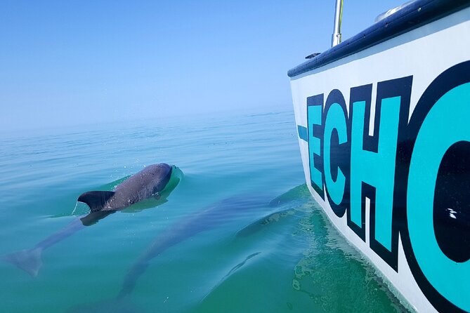 Shallow Water Snorkeling and Dolphin Watching in Key West - Setting Out From Key West Bight Marina