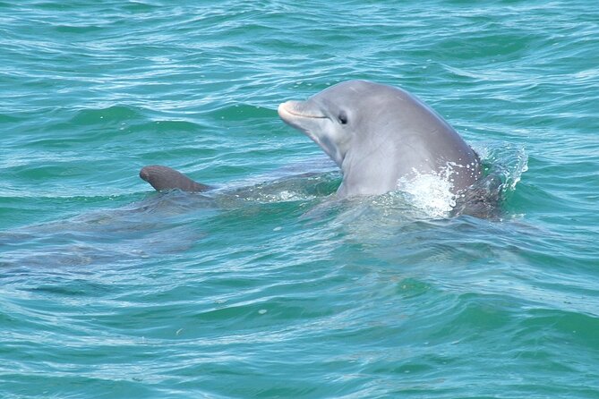 Shallow Water Snorkeling and Dolphin Watching in Key West - A Good Option for Swimmers and Sunbathers