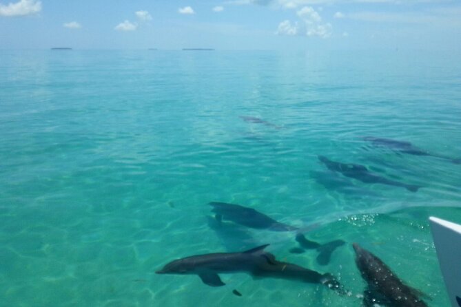 Shallow Water Snorkeling and Dolphin Watching in Key West - Weather, Waivers, and Other Rules