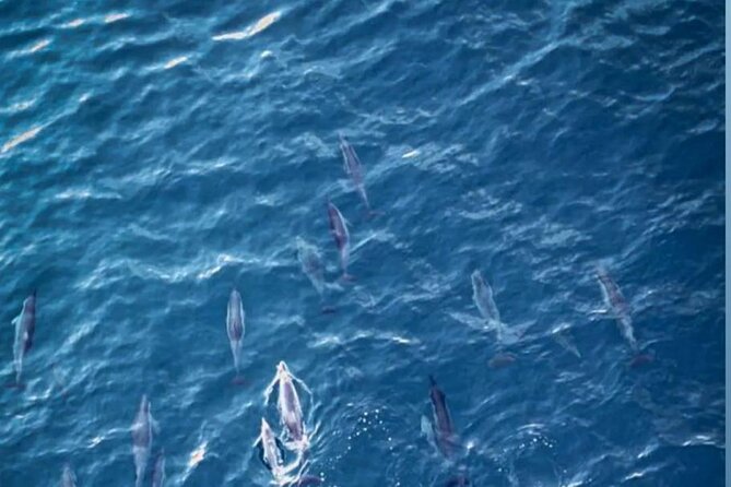 Shared 10 Pax Boat Tour: Dolphin Watching, Snorkelling and BBQ - A seven-hour morning on Mauritius’s southwest coast