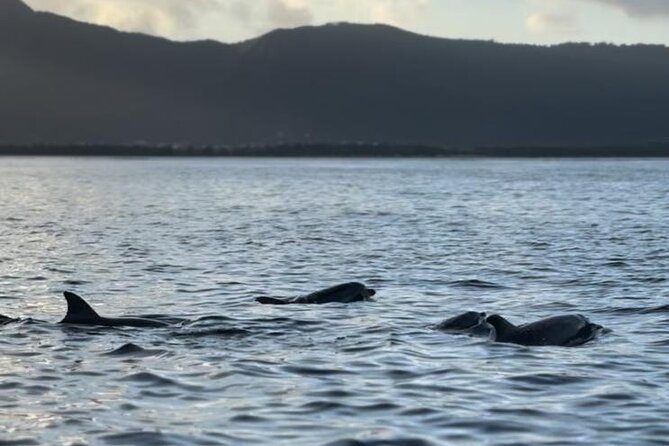 Shared 10 Pax Boat Tour: Dolphin Watching, Snorkelling and BBQ - Who should book this boat trip?