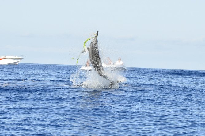 Shared Dolphin Encounter in Mauritius - Key things to know before you book