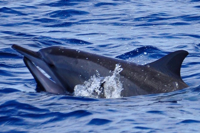 Shared Dolphin Encounter in Mauritius - Starting at 7:00 am in Grande Riviere Noire
