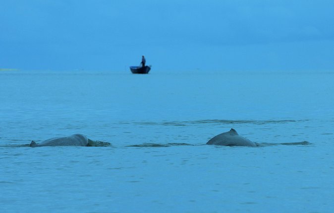Shared Mangrove & Irrawaddy Dolphin Watching Cruise - Starting at 8:45 am from Kuching