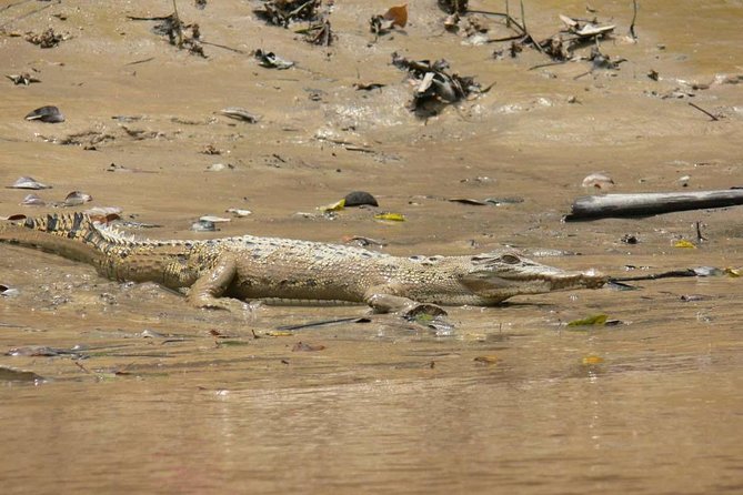 Shared Mangrove & Irrawaddy Dolphin Watching Cruise - What $71 includes, and what it does not