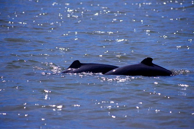 Shared Mangrove & Irrawaddy Dolphin Watching Cruise - Kampung Santubong and the boat ride