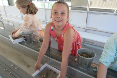 Shark Teeth and Shells, Dolphin and Shelling Tour Boat Clearwater Beach