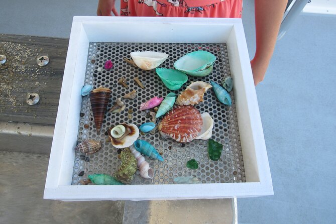 Shark Teeth and Shells, Dolphin and Shelling Tour Boat Clearwater Beach - Who will enjoy this most
