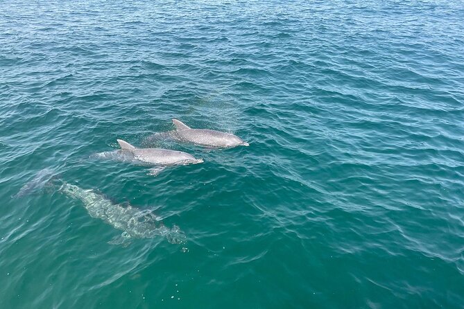 Shell Island Dolphin and Snorkel Boat Tour - A Two-Hour Boat Ride With Room to Breathe
