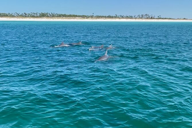 Shell Island Dolphin Sightseeing Boat Tour in Panama City Beach - Shell Island and the Gulf of Mexico views