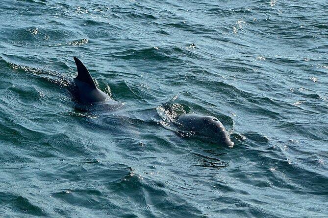 Shell Island Dolphin Sightseeing Boat Tour in Panama City Beach - The crew sets the tone