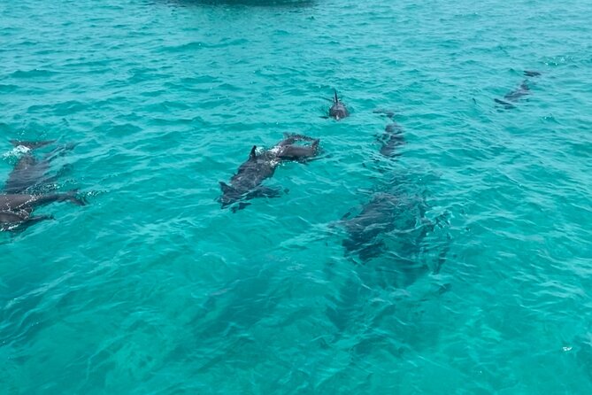 Shell Island Dolphin Sightseeing Boat Tour in Panama City Beach - Is the $40 price a good value?