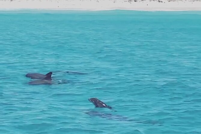 Shell Island Dolphin Sightseeing Boat Tour in Panama City Beach - Timing, weather, and comfort