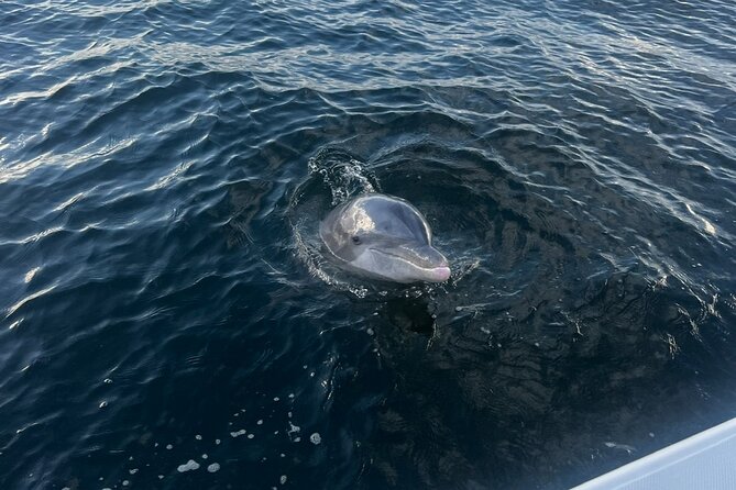 Shell Island Dolphin Sightseeing Boat Tour in Panama City Beach - Who will enjoy this boat tour most?