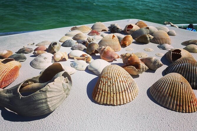 Shell Island Snorkel and Dolphin Catamaran Cruise with Island Time - Dolphin watching is exciting, but never guaranteed