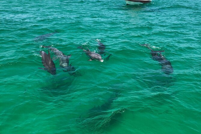 Shell Island Snorkel and Dolphin Catamaran Cruise with Island Time - Who should book this cruise?