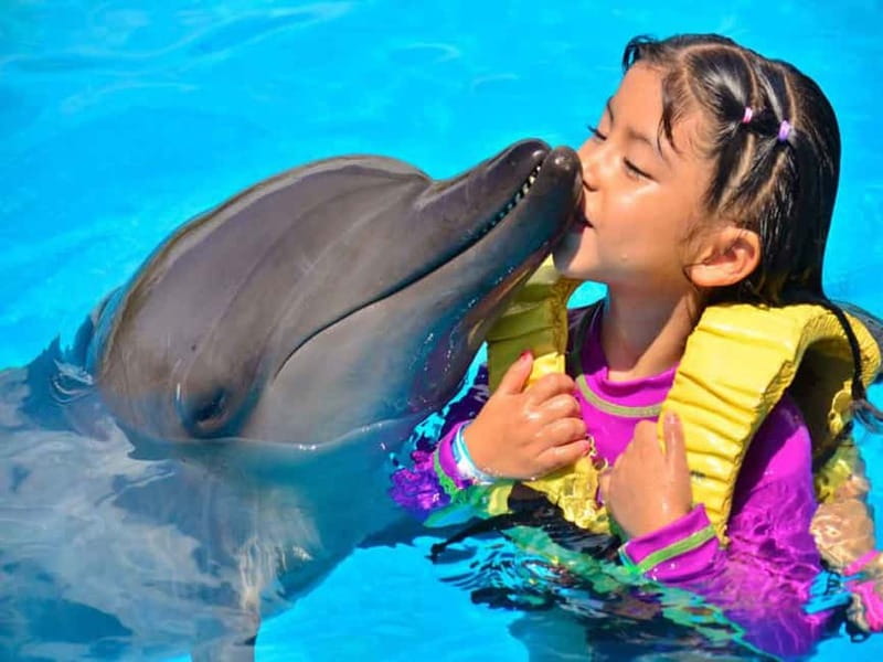 Side/Alanya: Swimming with Dolphins and Dolphin Show - Key points at a glance