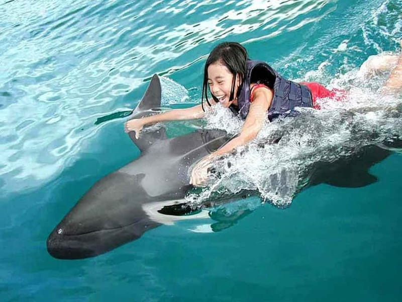 Side/Alanya: Swimming with Dolphins and Dolphin Show - The dolphin pool: what your session may feel like