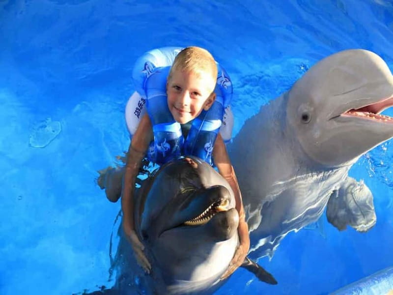 Side/Alanya: Swimming with Dolphins and Dolphin Show - The animal show with dolphins, seals, and sea lions