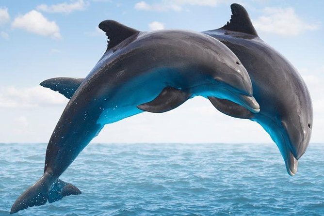 "Side: Boat Adventure to Dolphin Island – Swim and Enjoy Lunch" - Quick take: what matters most