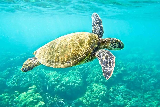 "Side: Boat Adventure to Dolphin Island – Swim and Enjoy Lunch" - The Manavgat coast from the water