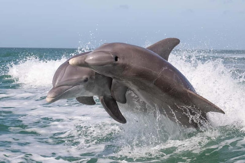 Side Dolphin Island Boat Cruise with Lunch & Drinks - Dolphin Island and the wildlife question