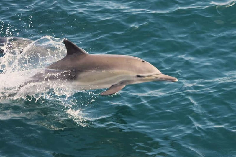 Side Dolphin Island Boat Cruise with Lunch & Drinks - Who should book this boat trip?