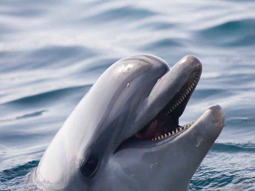 Side: Dolphin Island Boat Tour, Lunch, Sotf Drinks& Swimming - A social boat, not a quiet yacht