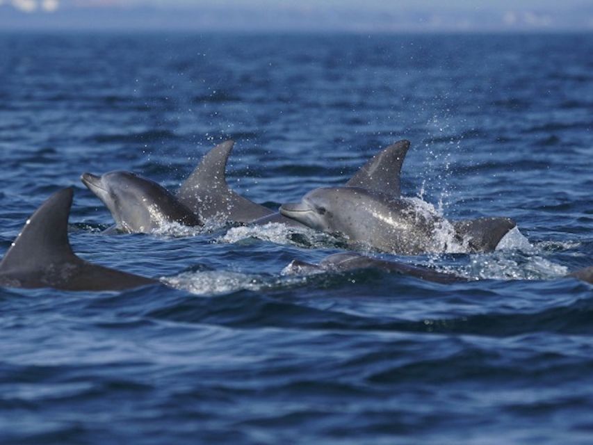 Side: Dolphin Island Boat Tour w/ Lunch & Foam Party - Should you book the Side Dolphin Island cruise?