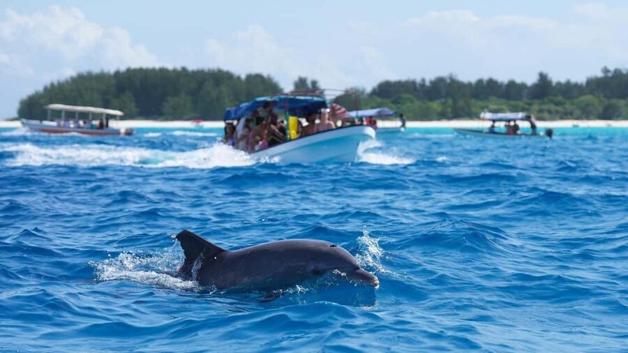 Side Dolphin Island Boat Trip with Lunch & Swim Stops - Swim stops in clear Mediterranean water