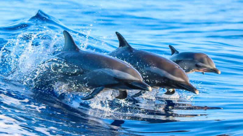 Side: Dolphin Island Boat Trip with Lunch & Unlimited Drinks - From your Side hotel to Kumköy Beach